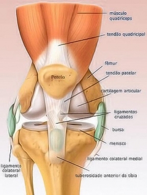 Lesão no menisco | holmes place Portugal